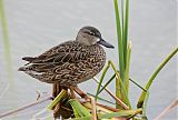 Green-winged Tealborder=